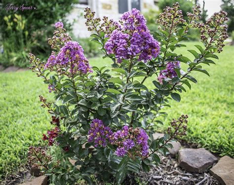 Inspiring Landscaping Ideas Using Purple Magic Crepe Myrtle as a Focal Point